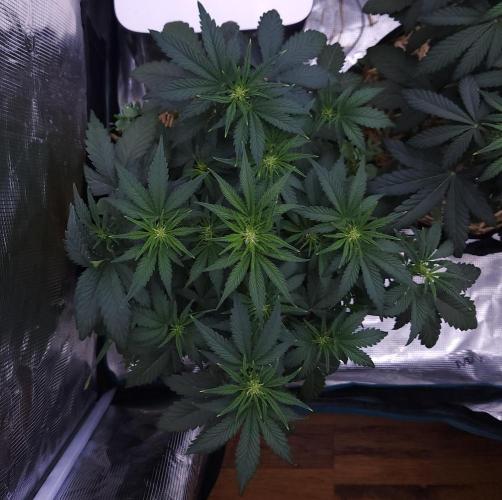 Night Owl LSO/Organics !. Week 5 - Chem 'N' Kush (Day 30)
