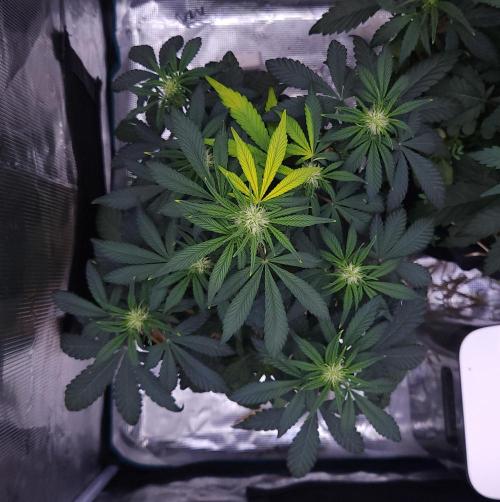 Night Owl LSO/Organics !. Week 5 - Instant Classik (Day 30)