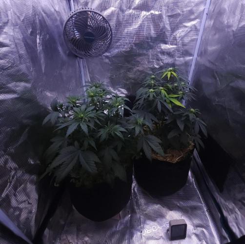 Night Owl LSO/Organics !. Week 5 - 05/30/26