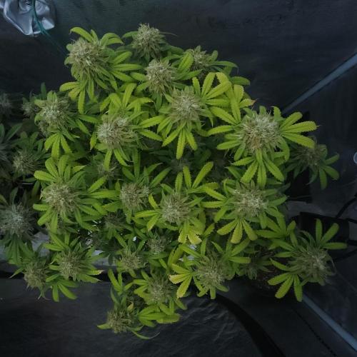 Butterbean Birdseed - Fast Flowering LSO. Week 17 - UBC Chemo (Day 125)