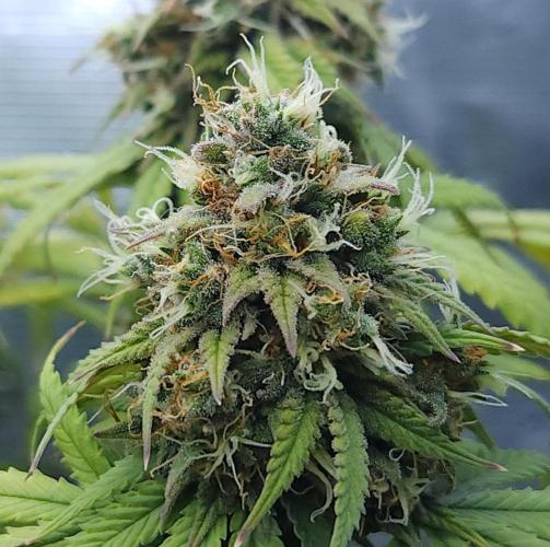 Butterbean Birdseed - Fast Flowering LSO. Week 17 - UBC Chemo (Day 125)