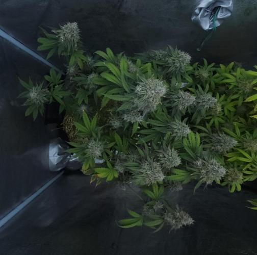 Butterbean Birdseed - Fast Flowering LSO. Week 17 - Faster Master (Day 116)