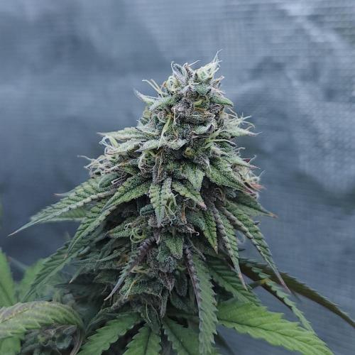 Butterbean Birdseed - Fast Flowering LSO. Week 17 - Faster Master (Day 116)