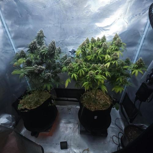 Butterbean Birdseed - Fast Flowering LSO. Week 17 - 05/30/26