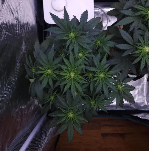 Night Owl LSO/Organics !. Week 5 - Chem 'N' Kush (Day 31)