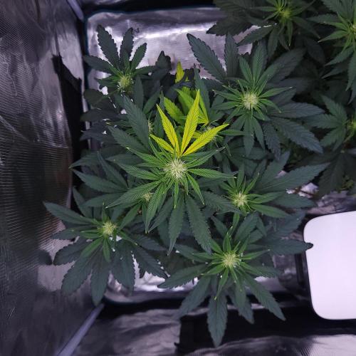 Night Owl LSO/Organics !. Week 5 - Instant Classik (Day 31)