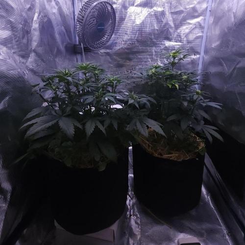Night Owl LSO/Organics !. Week 5 - 05/31/26