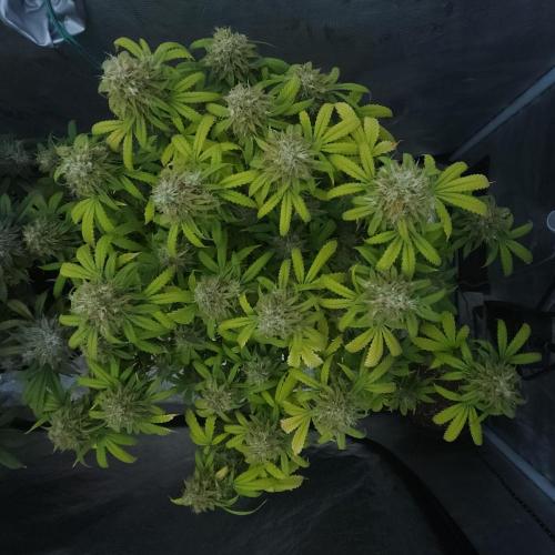 Butterbean Birdseed - Fast Flowering LSO. Week 17 - UBC Chemo (Day 126)