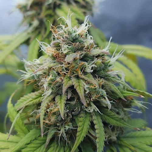 Butterbean Birdseed - Fast Flowering LSO. Week 17 - UBC Chemo (Day 126)