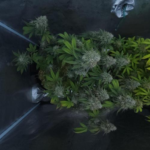 Butterbean Birdseed - Fast Flowering LSO. Week 17 - Faster Master (Day 117)