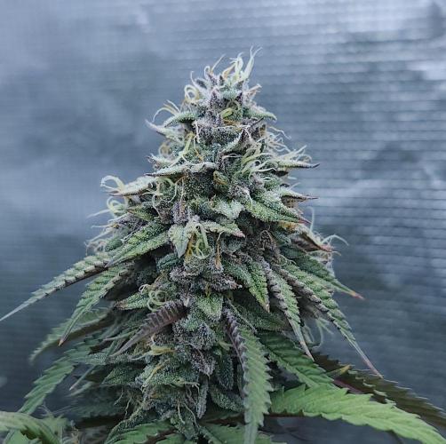 Butterbean Birdseed - Fast Flowering LSO. Week 17 - Faster Master (Day 117)