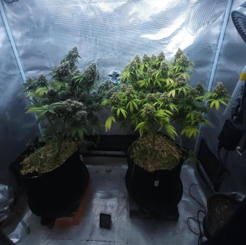 Butterbean Birdseed - Fast Flowering LSO. Week 17 - 05/31/26