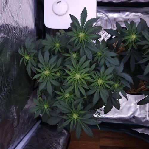 Night Owl LSO/Organics !. Week 5 - Chem 'N' Kush (Day 32)