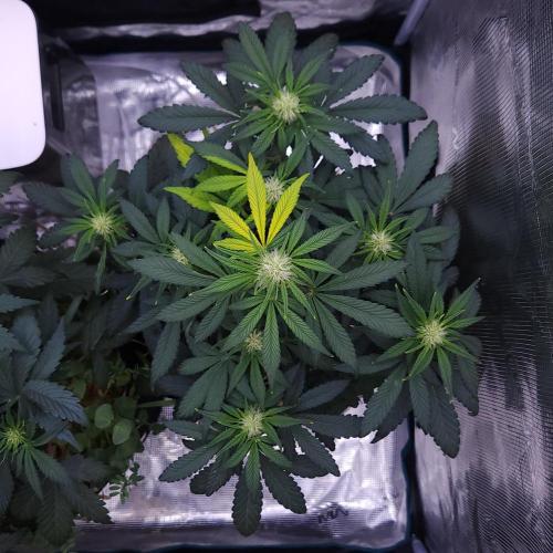 Night Owl LSO/Organics !. Week 5 - Instant Classik (Day 32)