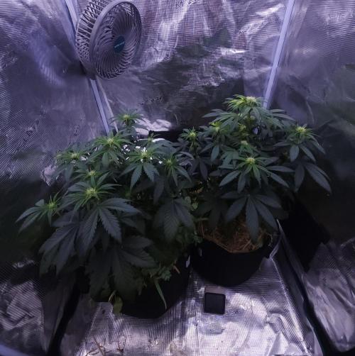 Night Owl LSO/Organics !. Week 5 - 06/01/26