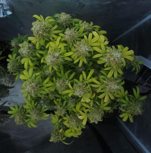 Butterbean Birdseed - Fast Flowering LSO. Week 17 - UBC Chemo (Day 127)
