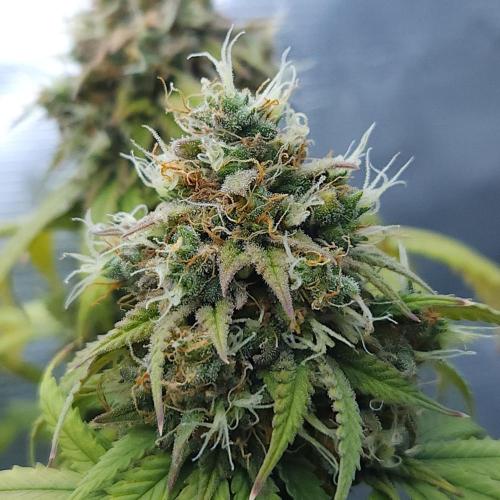 Butterbean Birdseed - Fast Flowering LSO. Week 17 - UBC Chemo (Day 127)