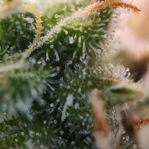 Butterbean Birdseed - Fast Flowering LSO. Week 17 - UBC Chemo (Day 127)