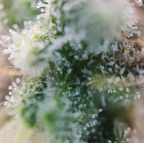 Butterbean Birdseed - Fast Flowering LSO. Week 17 - UBC Chemo (Day 127)