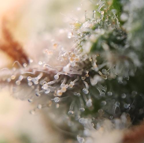 Butterbean Birdseed - Fast Flowering LSO. Week 17 - UBC Chemo (Day 127)
