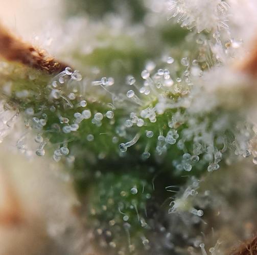 Butterbean Birdseed - Fast Flowering LSO. Week 17 - UBC Chemo (Day 127)