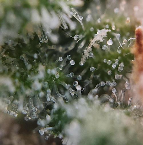 Butterbean Birdseed - Fast Flowering LSO. Week 17 - UBC Chemo (Day 127)