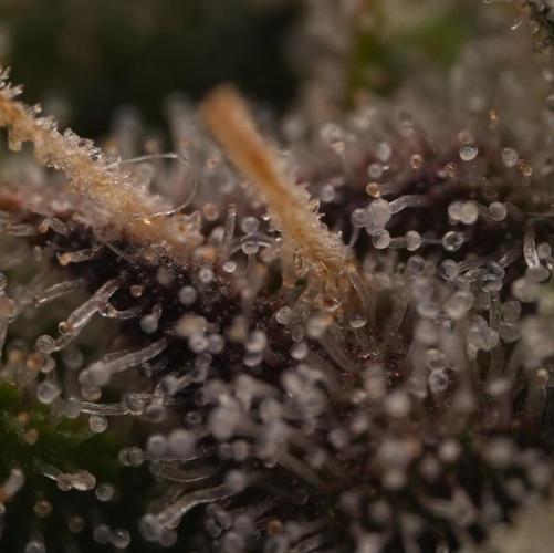 Butterbean Birdseed - Fast Flowering LSO. Week 17 - UBC Chemo HIGH RES (Day 127)