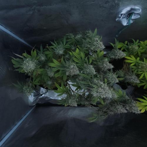 Butterbean Birdseed - Fast Flowering LSO. Week 17 - Faster Master (Day 118)