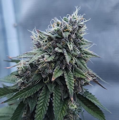 Butterbean Birdseed - Fast Flowering LSO. Week 17 - Faster Master (Day 118)