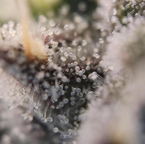 Butterbean Birdseed - Fast Flowering LSO. Week 17 - Faster Master (Day 118)