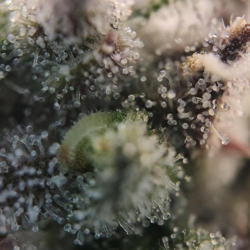 Butterbean Birdseed - Fast Flowering LSO. Week 17 - Faster Master (Day 118)