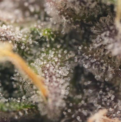 Butterbean Birdseed - Fast Flowering LSO. Week 17 - Faster Master (Day 118)