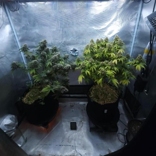Butterbean Birdseed - Fast Flowering LSO. Week 17 - 06/01/26