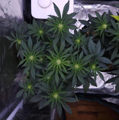Night Owl LSO/Organics !. Week 5 - Chem 'N' Kush (Day 33)