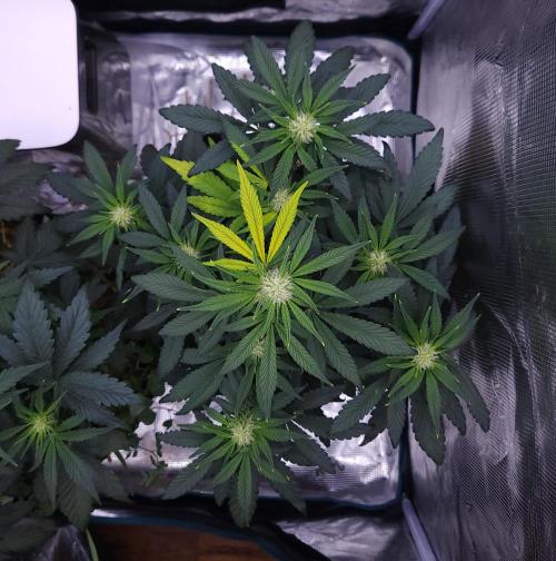 Night Owl LSO/Organics !. Week 5 - Instant Classik (Day 33)