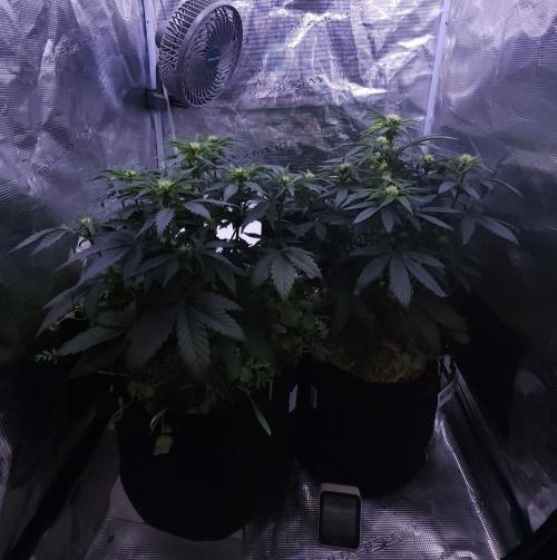 Night Owl LSO/Organics !. Week 5 - 06/02/26