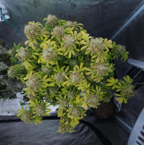 Butterbean Birdseed - Fast Flowering LSO. Week 17 - UBC Chemo (Day 129)
