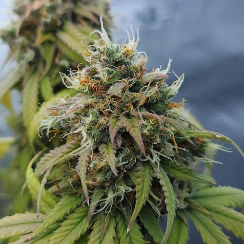 Butterbean Birdseed - Fast Flowering LSO. Week 17 - UBC Chemo (Day 129)