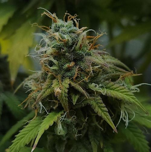 Butterbean Birdseed - Fast Flowering LSO. Week 17 - UBC Chemo (Day 129)