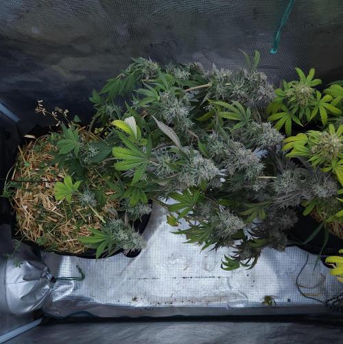 Butterbean Birdseed - Fast Flowering LSO. Week 17 - Faster Master (Day 120)