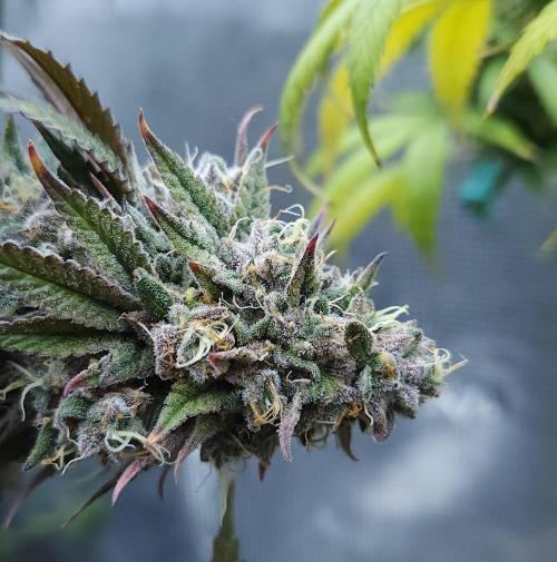 Butterbean Birdseed - Fast Flowering LSO. Week 17 - Faster Master (Day 120)