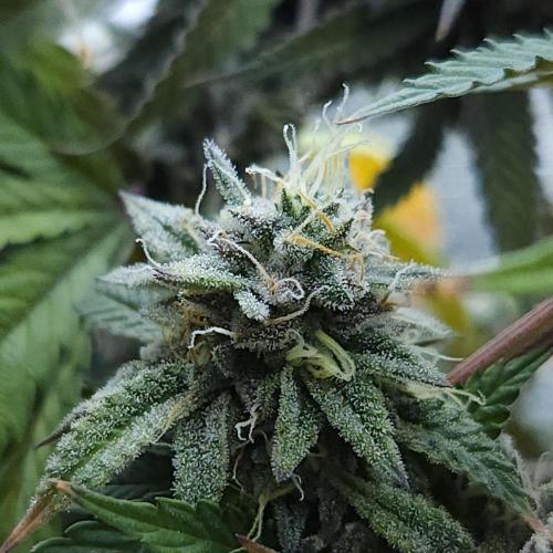 Butterbean Birdseed - Fast Flowering LSO. Week 17 - Faster Master (Day 120)
