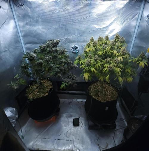Butterbean Birdseed - Fast Flowering LSO. Week 17 - 06/03/26