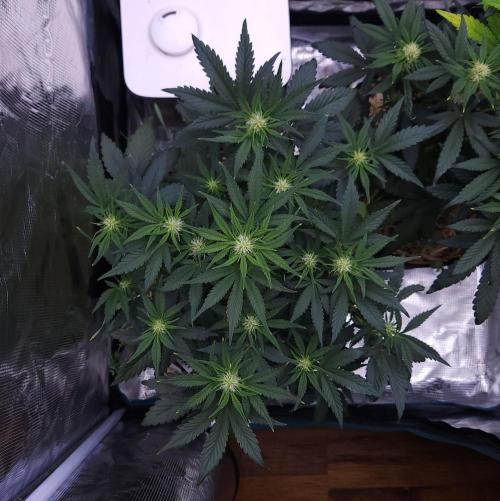 Night Owl LSO/Organics !. Week 5 - Chem 'N' Kush (Day 34)