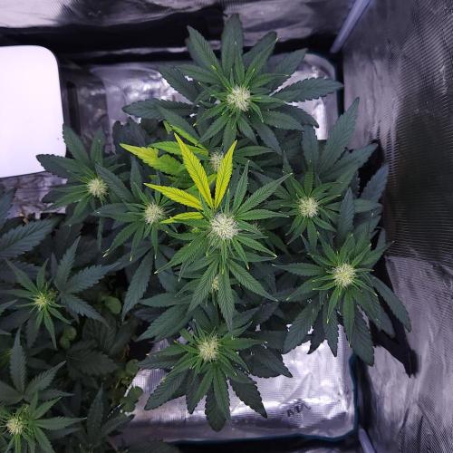 Night Owl LSO/Organics !. Week 5 - Instant Classik (Day 34)