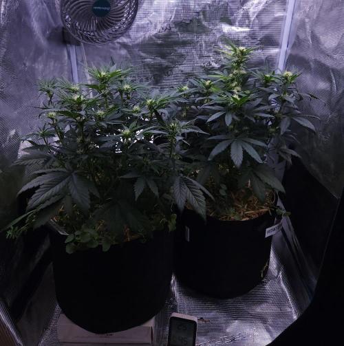Night Owl LSO/Organics !. Week 5 - 06/03/26