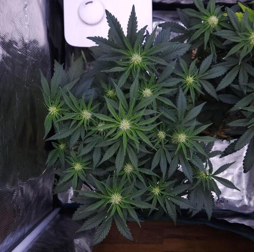Night Owl LSO/Organics !. Week 5 - Chem 'N' Kush (Day 35)