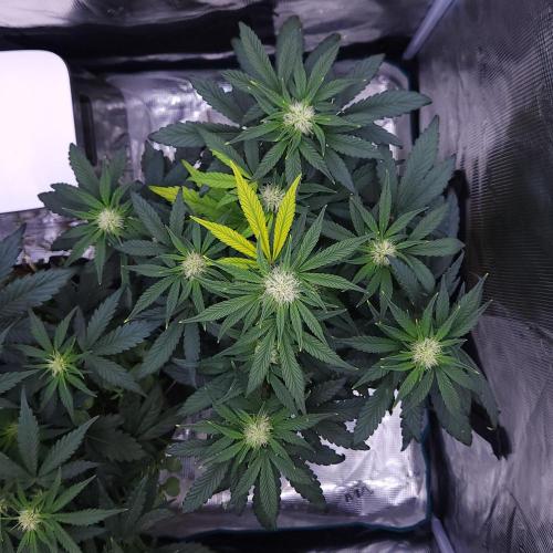 Night Owl LSO/Organics !. Week 5 - Instant Classik (Day 35)