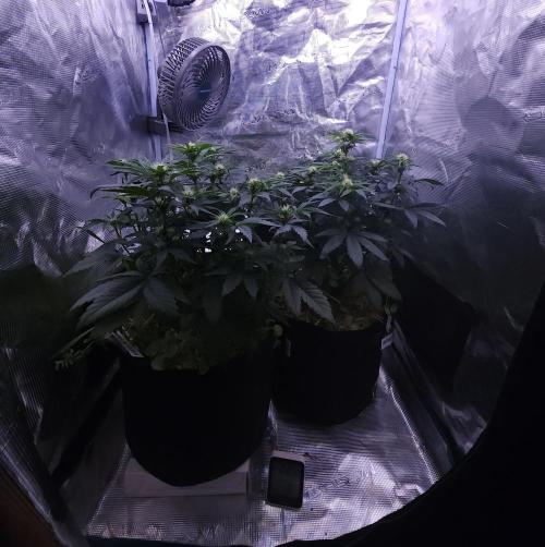 Night Owl LSO/Organics !. Week 5 - 06/04/26