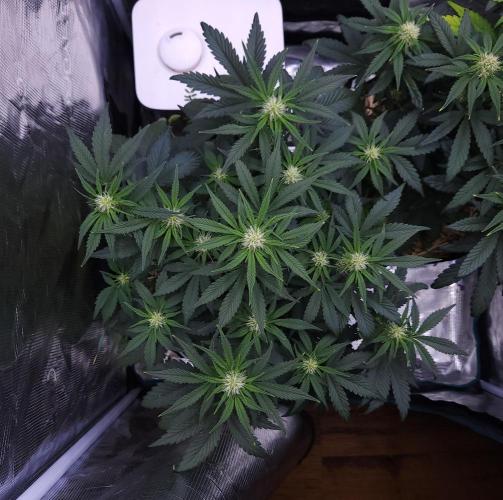 Night Owl LSO/Organics !. Week 6 - Chem 'N' Kush (Day 36)